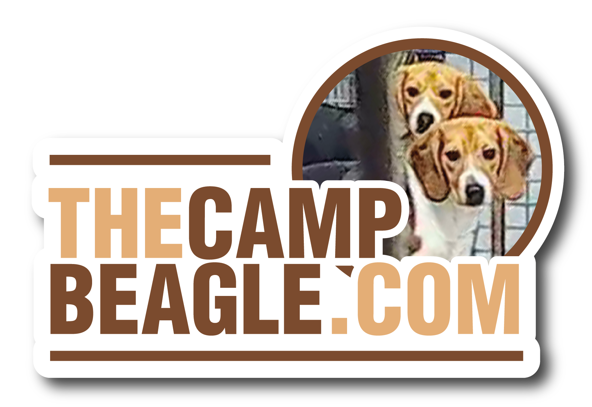 The Camp Beagle