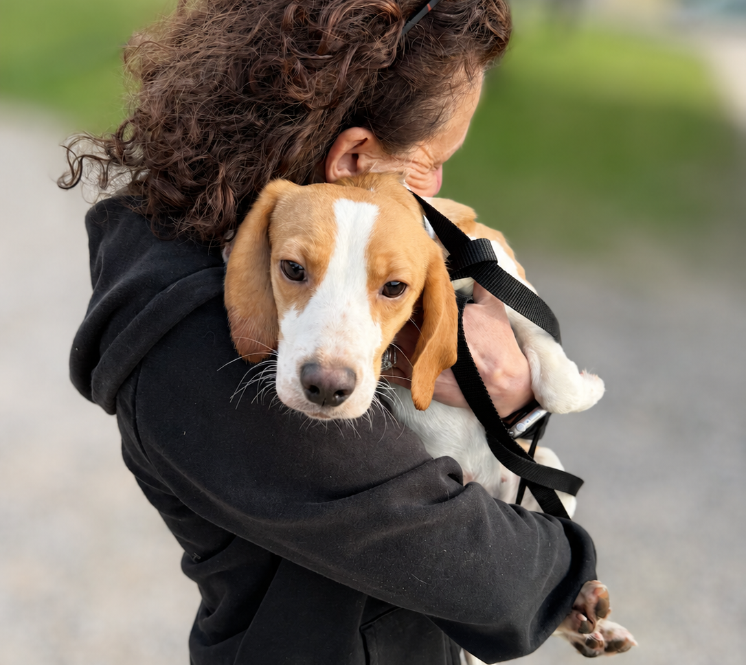 A person holding a beagle.